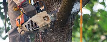 Best Emergency Tree Removal  in Winter Garden, FL