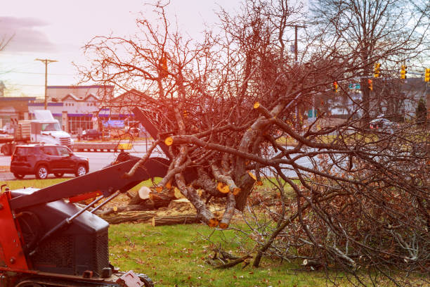 How Our Tree Care Process Works  in  Winter Garden, FL