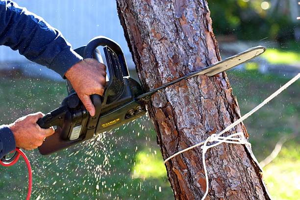 Best Tree Risk Assessment  in Winter Garden, FL