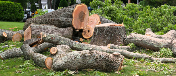 Professional Tree Care in Winter Garden, FL